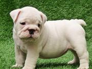 TWO BLOOD LINE CHAMPIONS ENGLISH BULLDOG PUPPIES