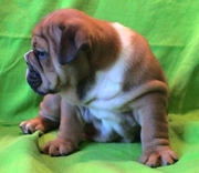 English Bulldog Puppy for free