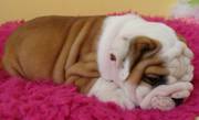 Outstanding AKC English bulldog puppies for adoption