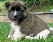 Adorable Akita Puppies For A Good Home.