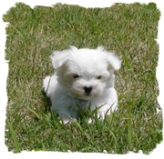 maltese puppies for free adoption