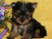 Teacup yorkie