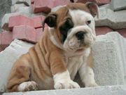 AKC ENGLISH BULLDOG PUPPIES FOR SALE