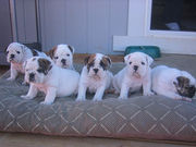 adorable english bulldog puppies available 