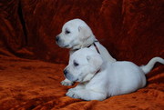 CUTE AND HEALTHY LABRADOR RETRIEVER PUPS