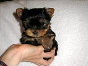 Adorable Male And Female Yorkie  Puppies Ready For A New Home.