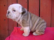 English Bulldog Puppies Available