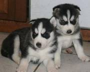 Charming Siberian Huskies Available