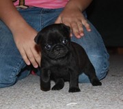 Super cute pug puppies for adoption