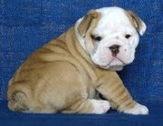 2 cute male and female English Bulldog Puppies 