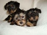 lovely teacup yorkie puppies