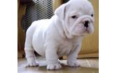 healthy english bulldogs puppies 