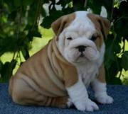 Adorable English Bull Dog Puppies For Adoption