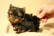 we have lovely Yorkie puppies for adoption 