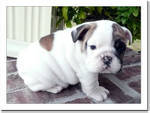 adorable English bulldog puppies for adoption.