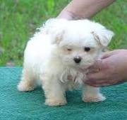 Adorable Maltese Puppies For Free Adoption ( Potty Trained) Adorable a