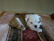 two cute english bulldog puppies