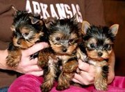 Talented cute yorkie puppies for free adoption