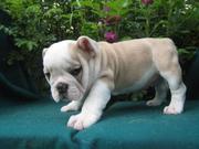  pretty bulldog puppies for adoption