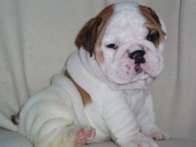 Adorable Male/Female English Bulldog Puppies 