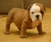 Adorable English Bulldog Puppies For Adoption