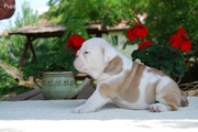 OUT STANDING ENGLISH BULLDOG PUPPIES READY