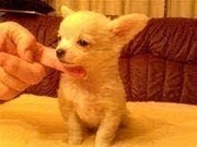 Pure breed Chihuahua puppy