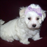 Maltese puppies available for adoption