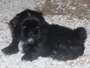 AKC Shih Tzu puppies