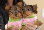 YORKSHIRE TERRIER TEACUPS