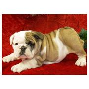 bulldog puppy  for adoption 