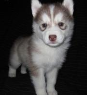 Adorable Seberian Husky Puppies For Free Adoption