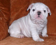 Adorable English Bulldogs need new homes