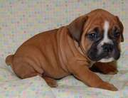 Free Quality English Bulldog Puppies 