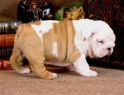 TWO CUTE ENGLISH BULLDOG PUPPIES FOR ADOPTION