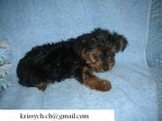 teacups yorkies for free adoption