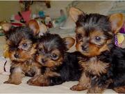 Akc Teacup Yorkie Puppies For Adoption