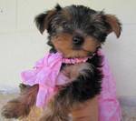 Tiniest yorkie Puppies For Adoption