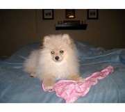  Pomeranian puppies for adoption  