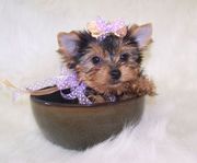 Adorable TeaCup Yorkie  !!! !!!