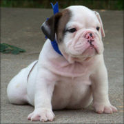 Cute English Bulldog & Yorkshire Terrier For Sale