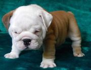 English Bulldog puppies for free.! 