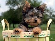 Quality Tea Cup yorkie ! ! ! 