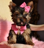 Affectionate Tea Cup Yorkie Puppy