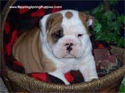 English Bulldog pups all shots and deworming one year health warranty 