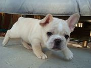 a male french bulldog puppy for adoption