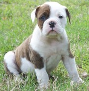 well trained English Bulldog puppy