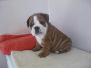 well trained, akc registered english bulldog 