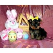 Cute Tea Cup  affectionate yorkie puppy for adoption