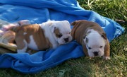  TWO CUTE ENGLISH BULLDOG PUPPIES